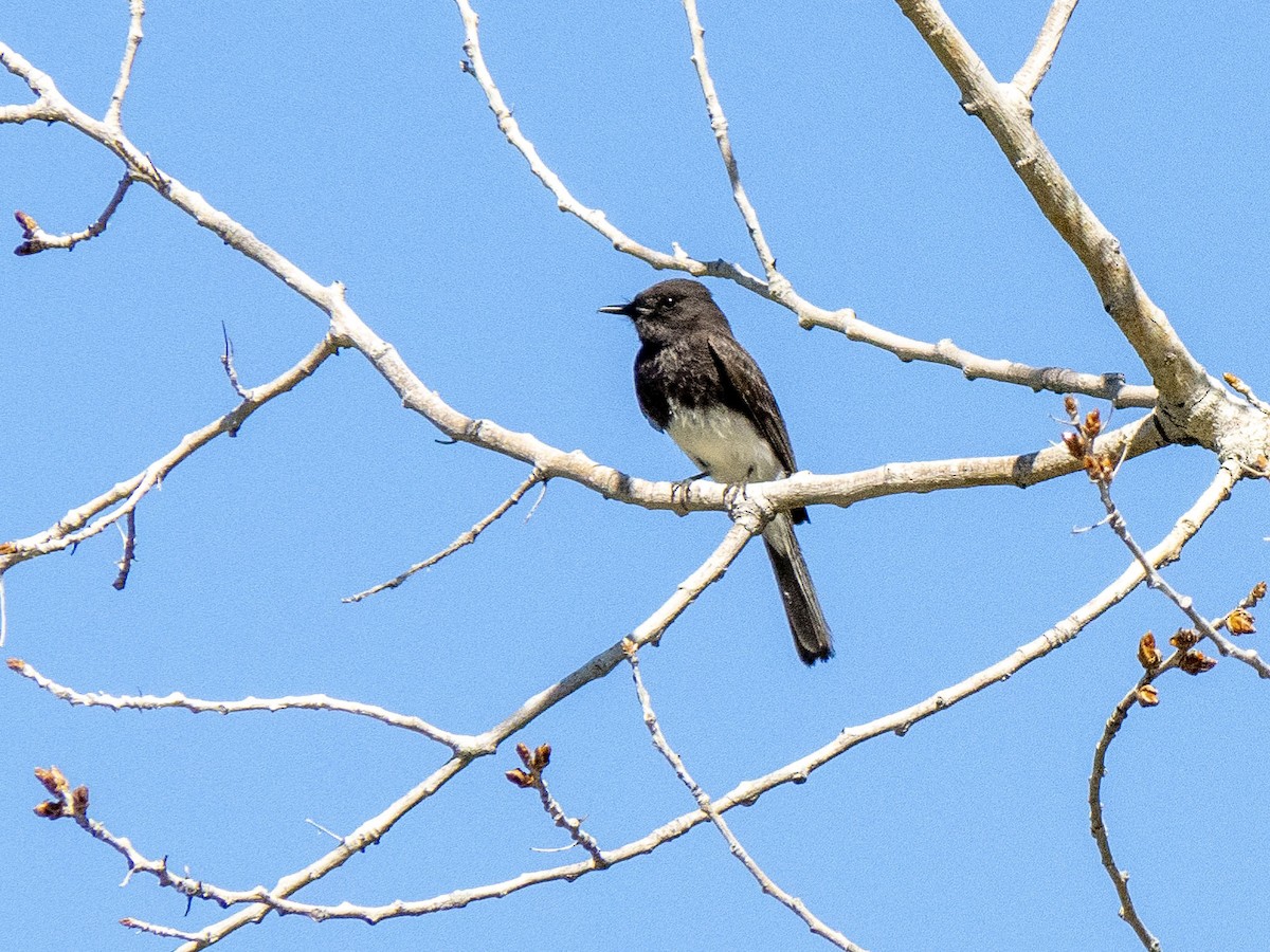 Black Phoebe - Carol Collins