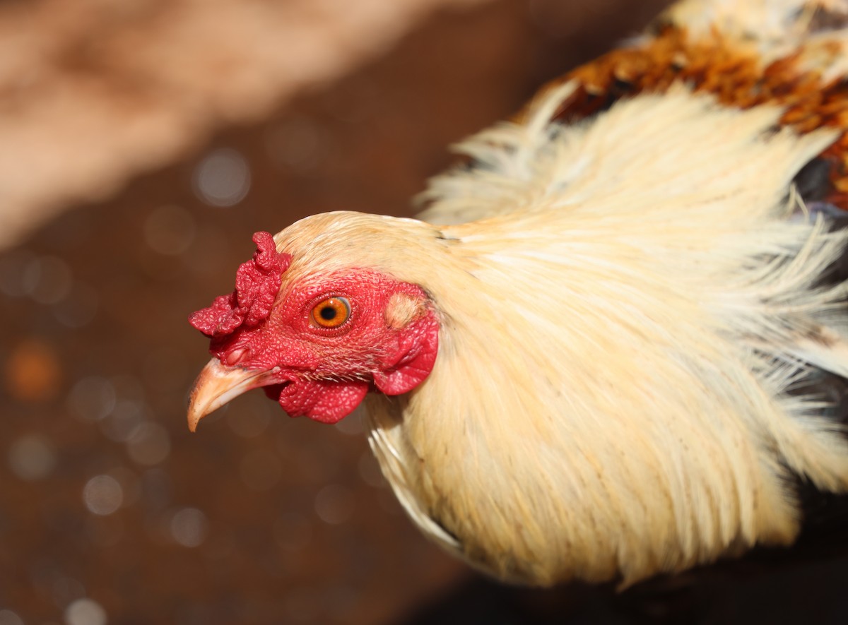 Red Junglefowl (Domestic type) - Mike "mlovest" Miller