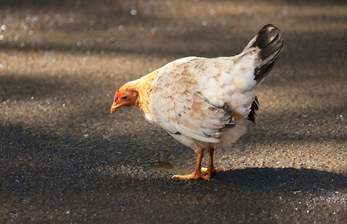 Red Junglefowl (Domestic type) - Mike "mlovest" Miller