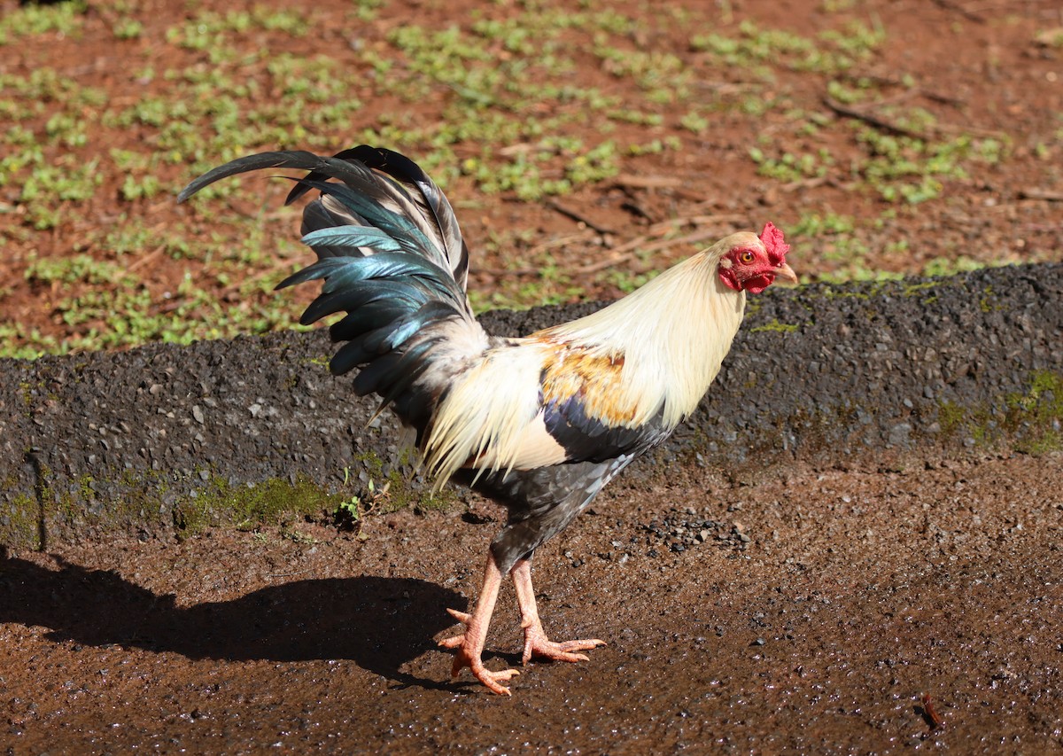 Red Junglefowl (Domestic type) - Mike "mlovest" Miller