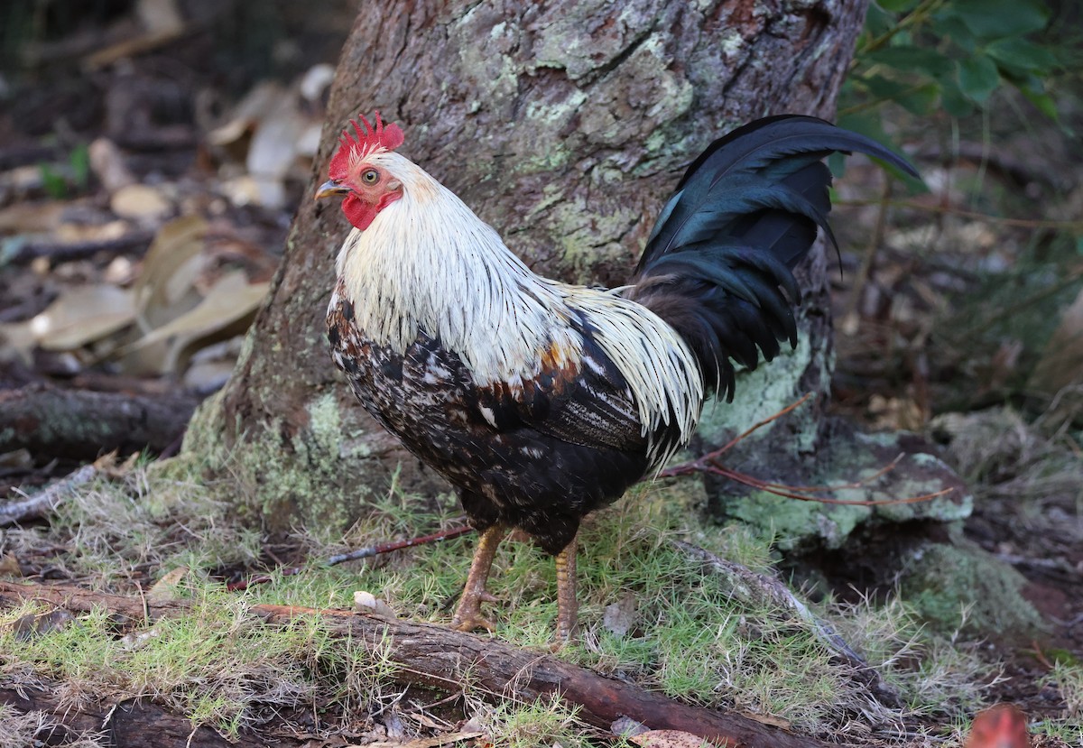 Red Junglefowl (Domestic type) - Mike "mlovest" Miller