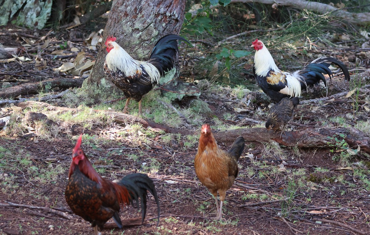 Red Junglefowl (Domestic type) - Mike "mlovest" Miller