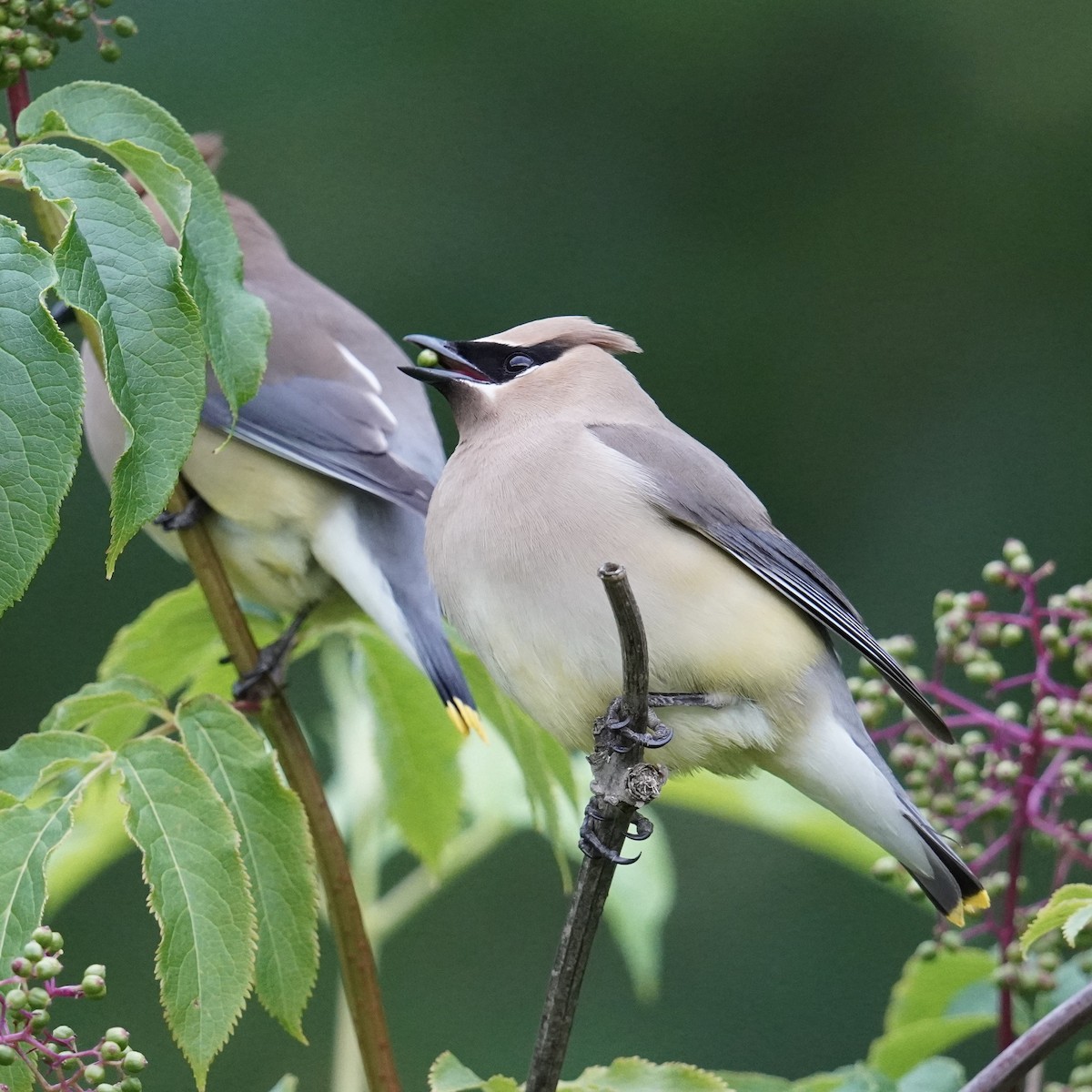 Cedar Waxwing - Matthew Mottern