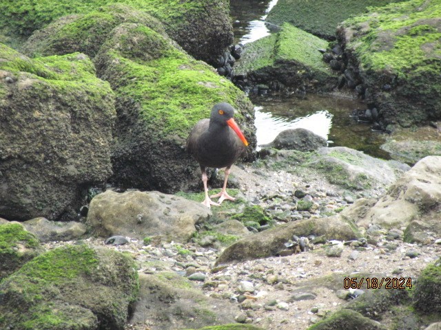 Black Oystercatcher - Jacobo Treto