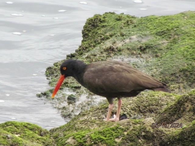 Black Oystercatcher - Jacobo Treto