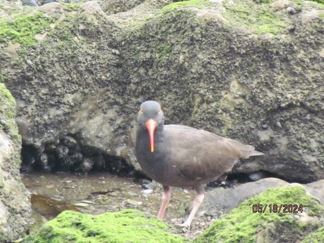 Black Oystercatcher - Jacobo Treto