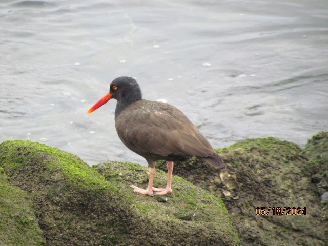 Black Oystercatcher - Jacobo Treto