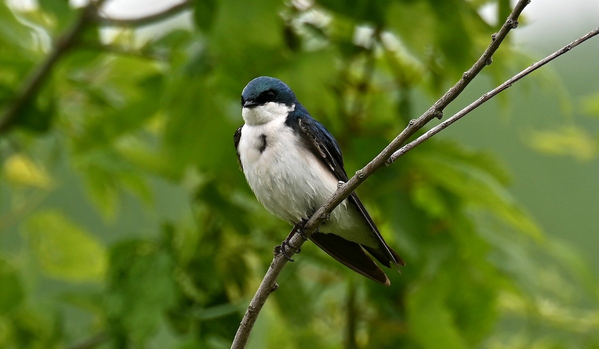 Tree Swallow - Tim Saylor