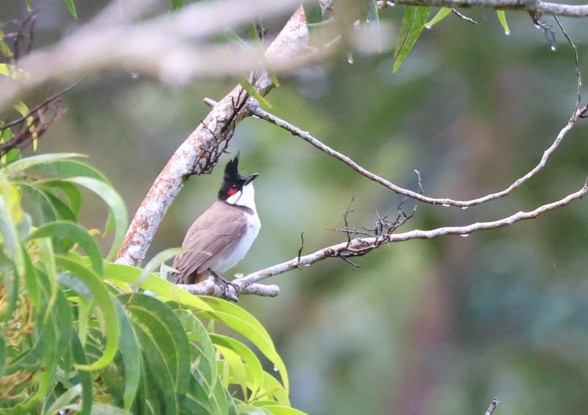 Red-whiskered Bulbul - Mike "mlovest" Miller