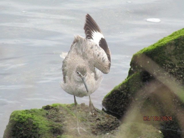 Willet - Jacobo Treto