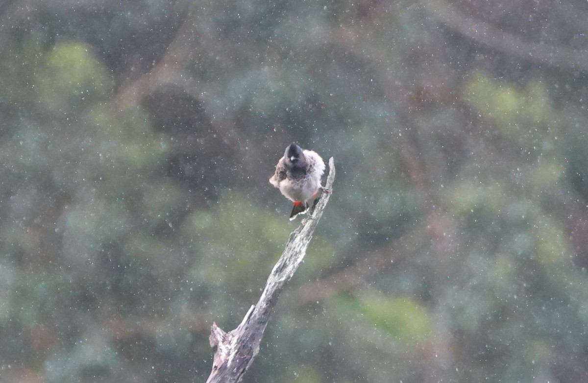 Red-vented Bulbul - Mike "mlovest" Miller