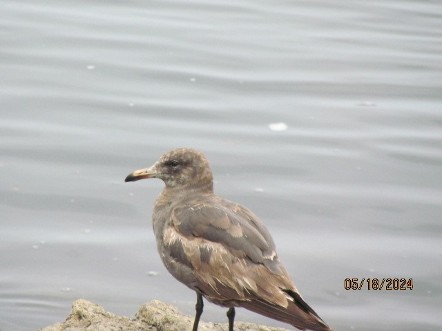 Heermann's Gull - Jacobo Treto