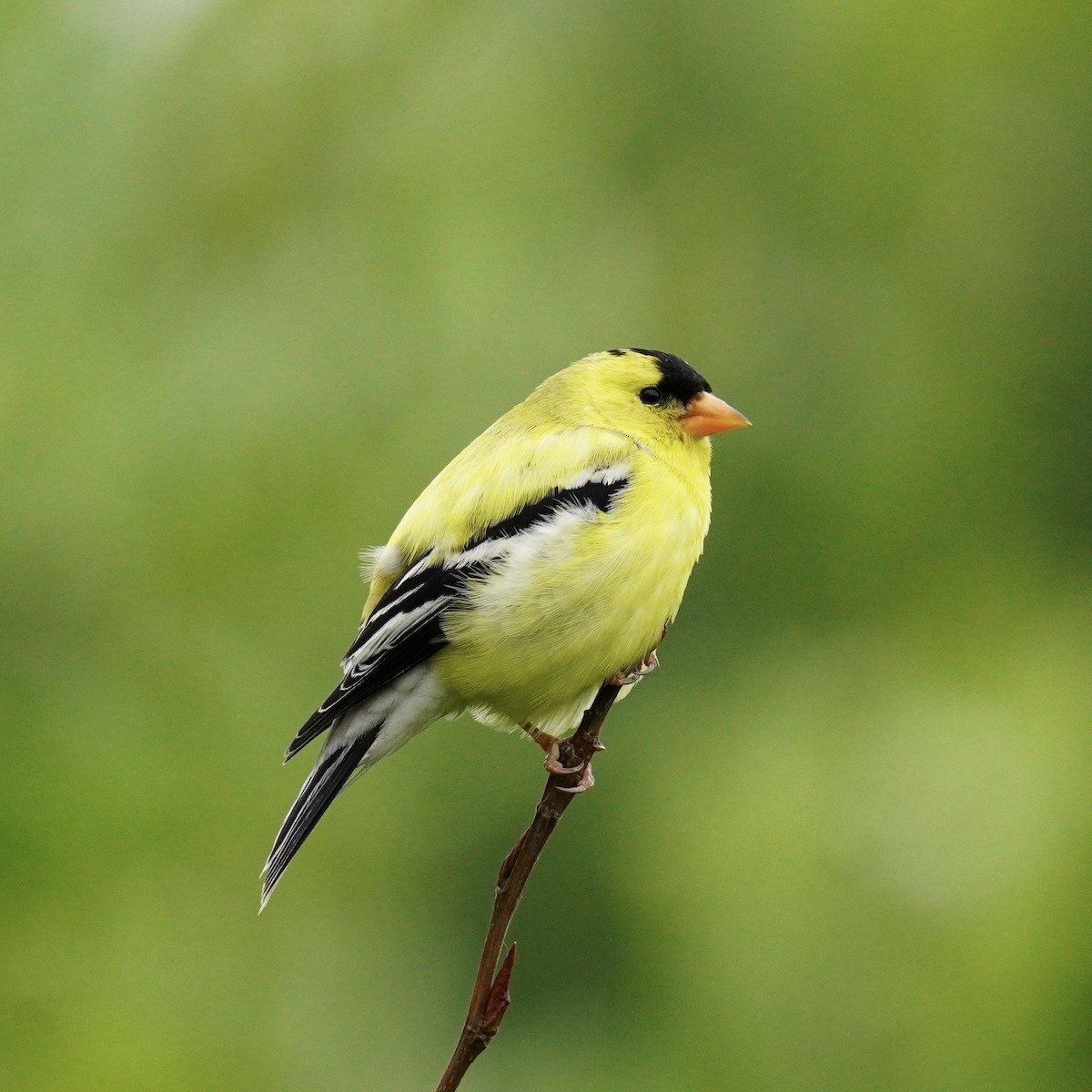 American Goldfinch - Matthew Mottern