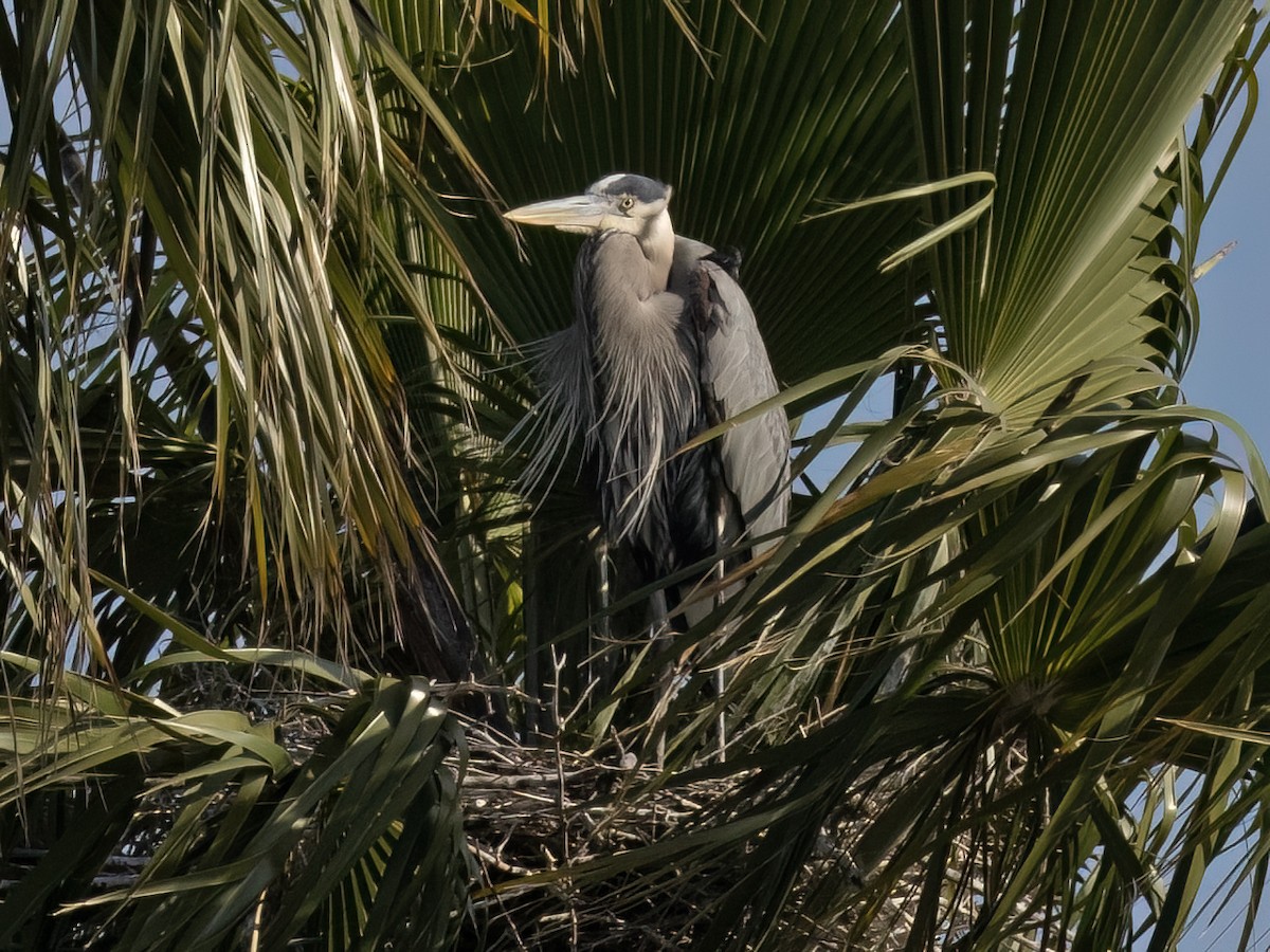 Great Blue Heron - Robert Hamilton