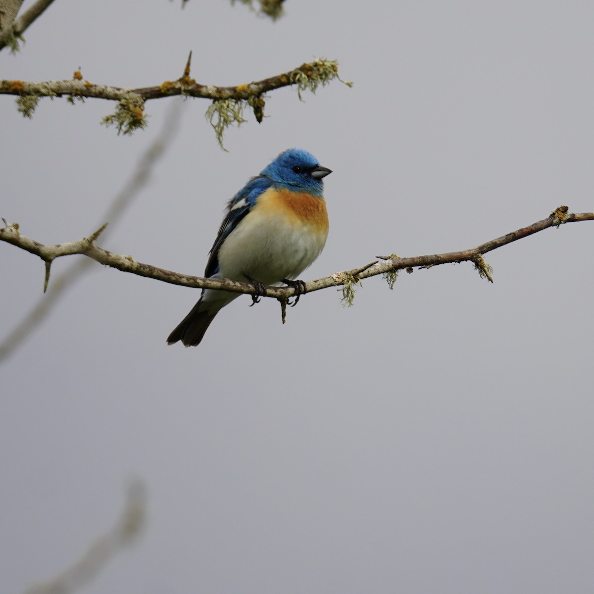 Lazuli Bunting - Matthew Mottern