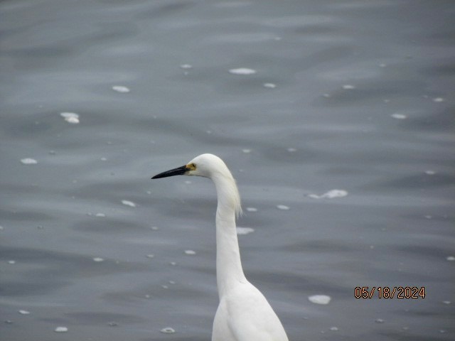 Snowy Egret - Jacobo Treto