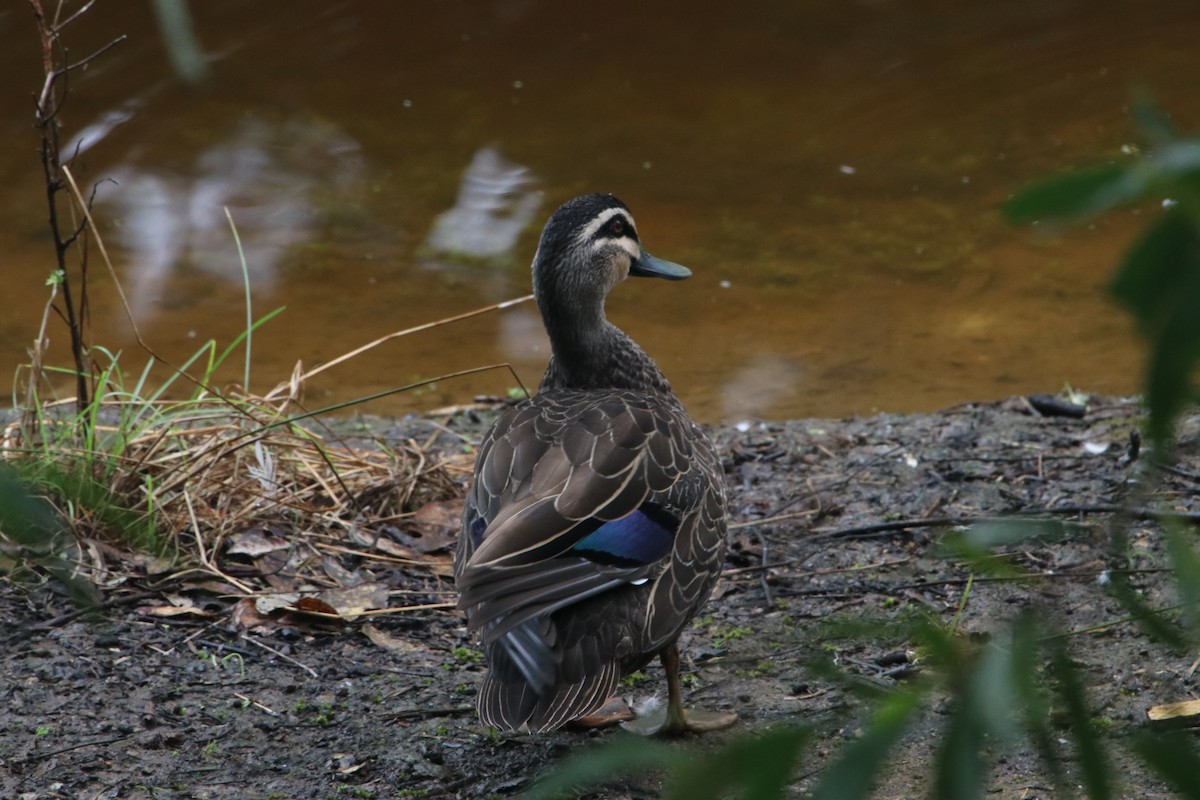 Pacific Black Duck - Berenice Manning