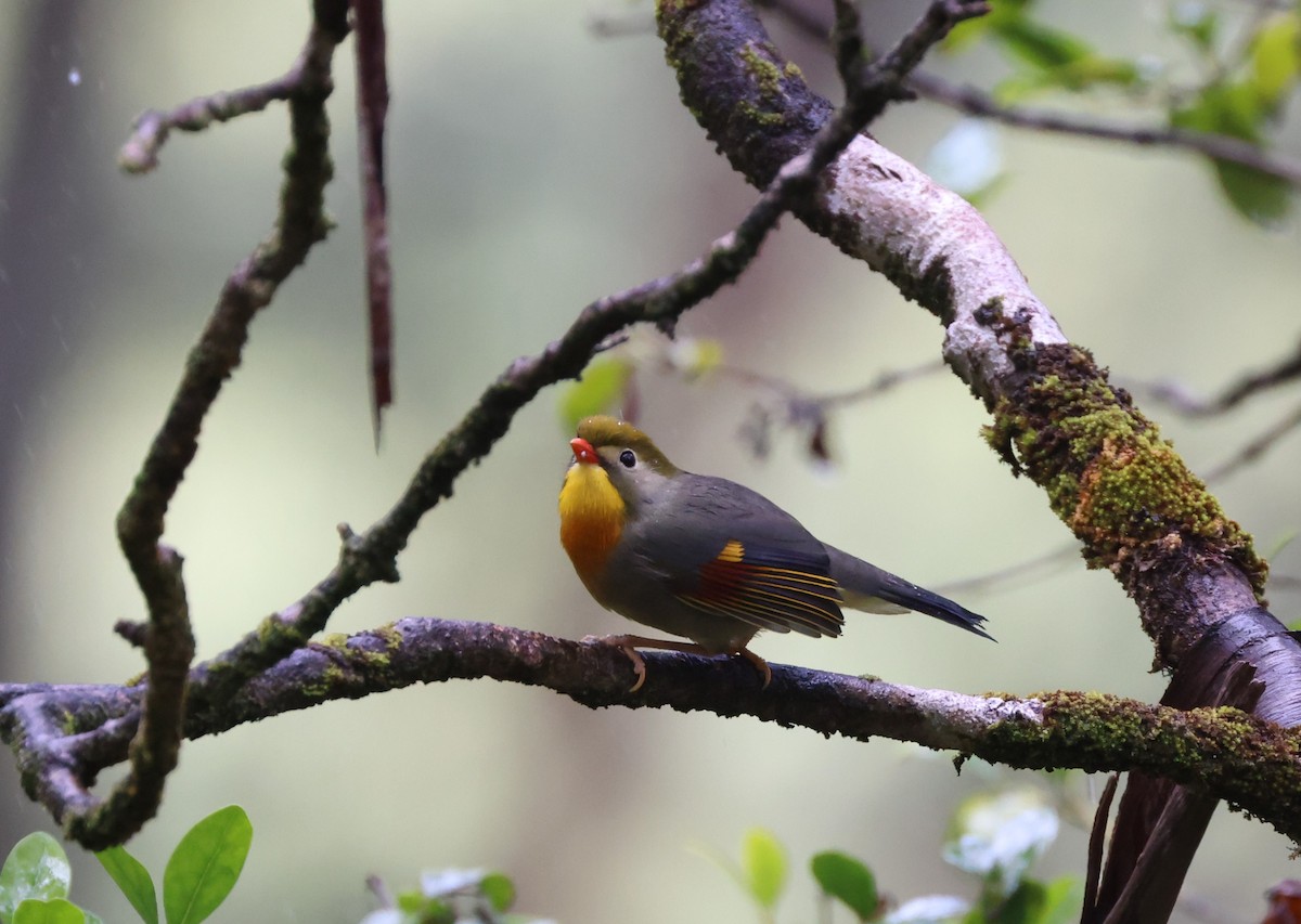 Red-billed Leiothrix - ML619556239