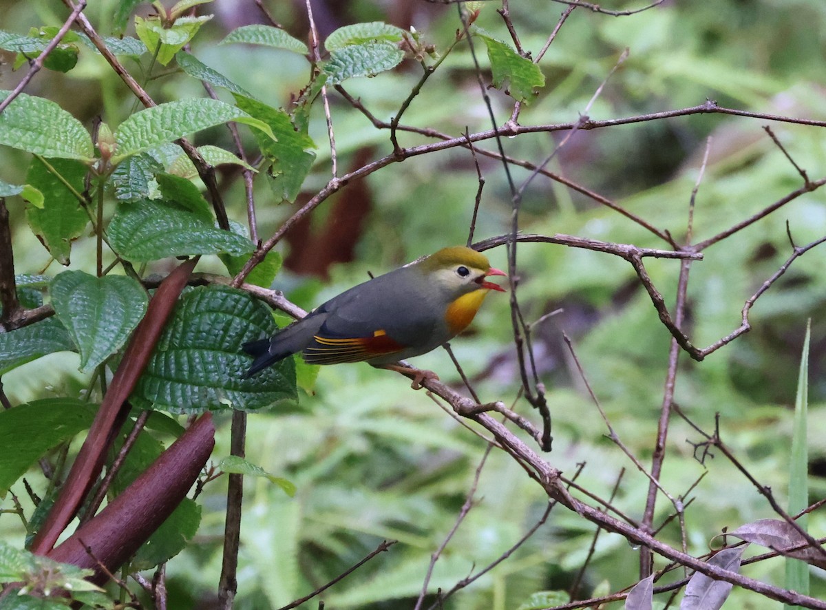 Red-billed Leiothrix - ML619556243