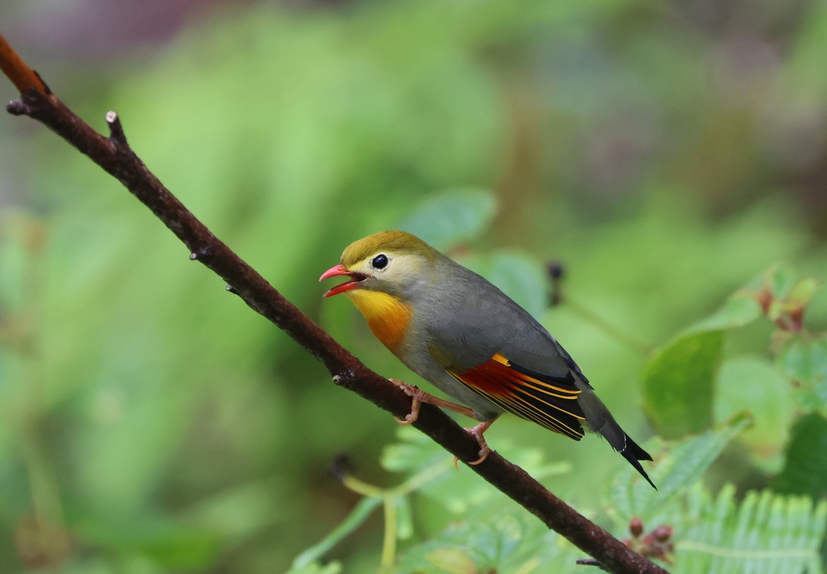 Red-billed Leiothrix - ML619556245