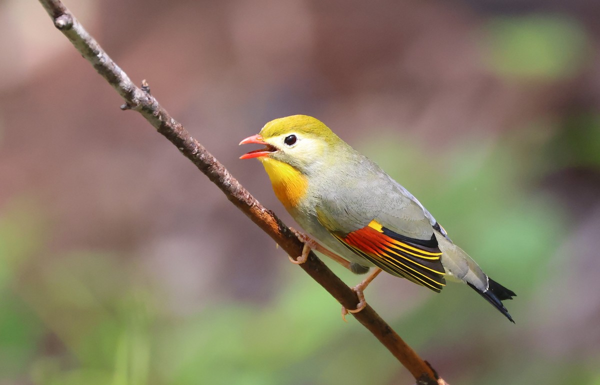 Red-billed Leiothrix - ML619556246