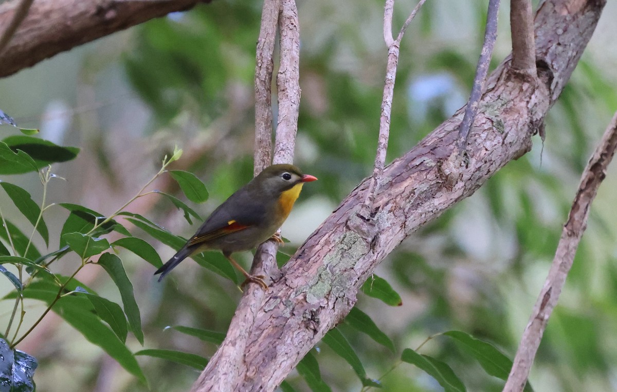 Red-billed Leiothrix - Mike "mlovest" Miller