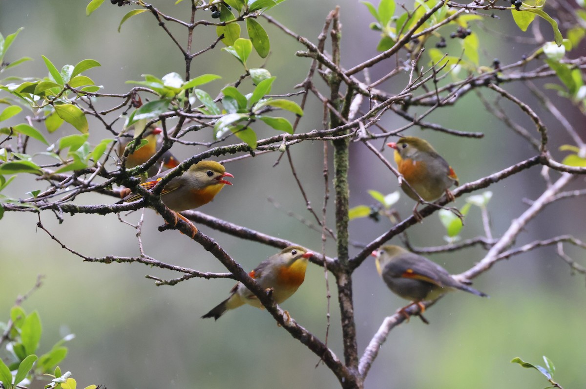 Red-billed Leiothrix - ML619556251