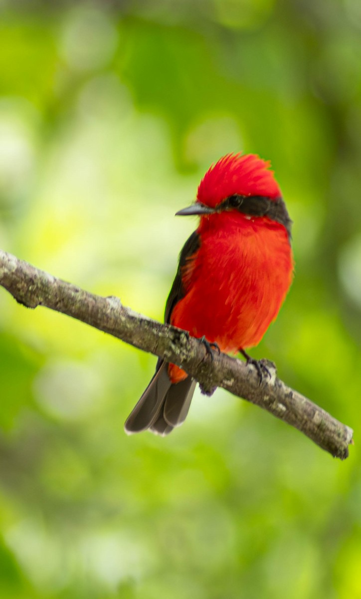 Vermilion Flycatcher - Eyder Daniel Gómez López