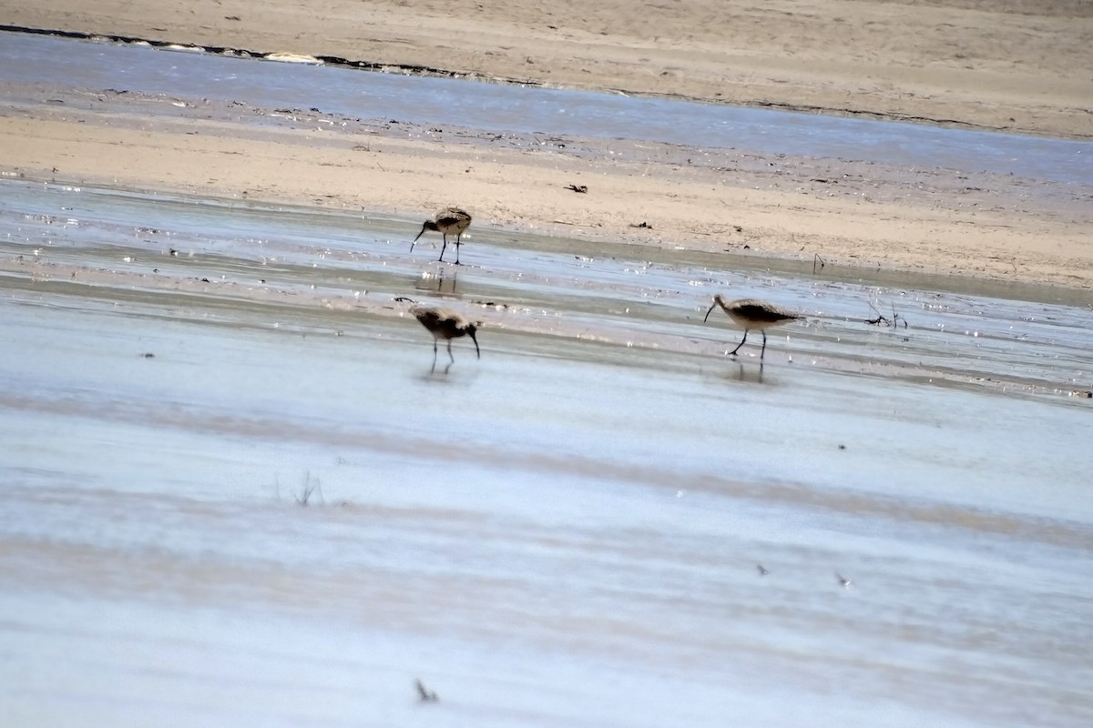 Whimbrel - Shari Kearney