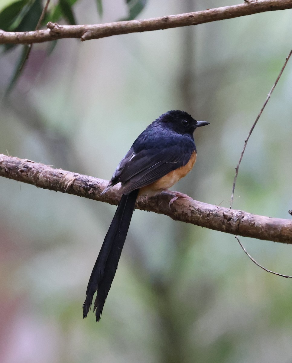 White-rumped Shama - ML619556256