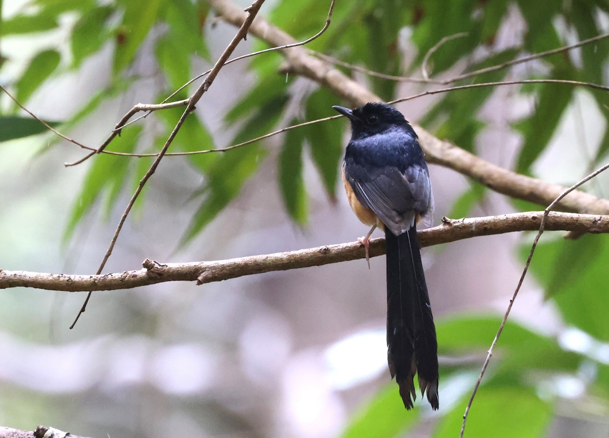 White-rumped Shama - ML619556257