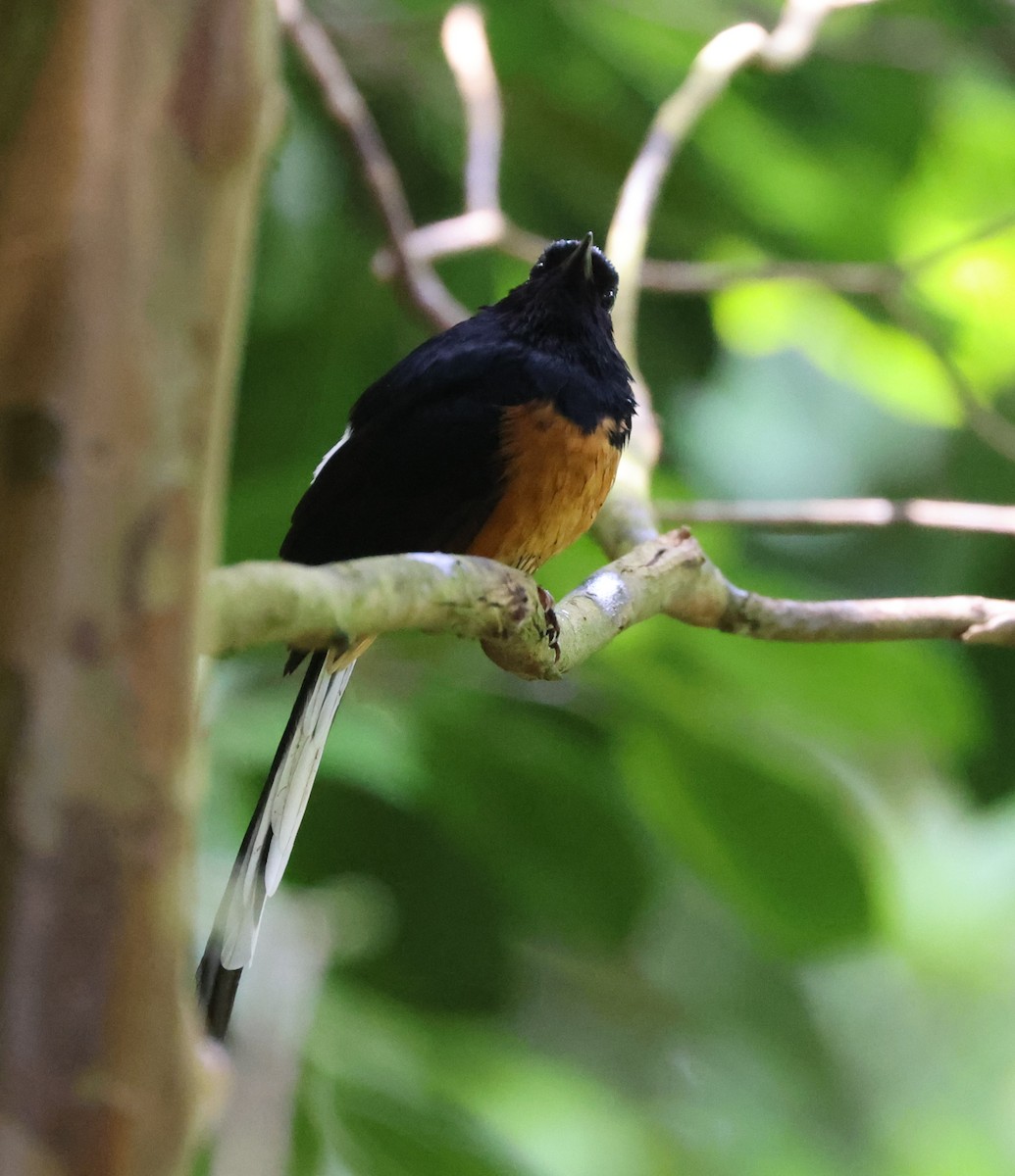 White-rumped Shama - ML619556258