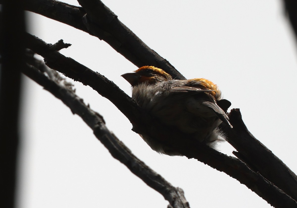 Saffron Finch - ML619556261