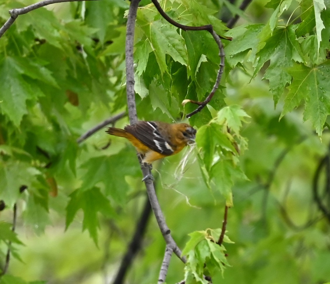 Baltimore Oriole - Nicolle and H-Boon Lee