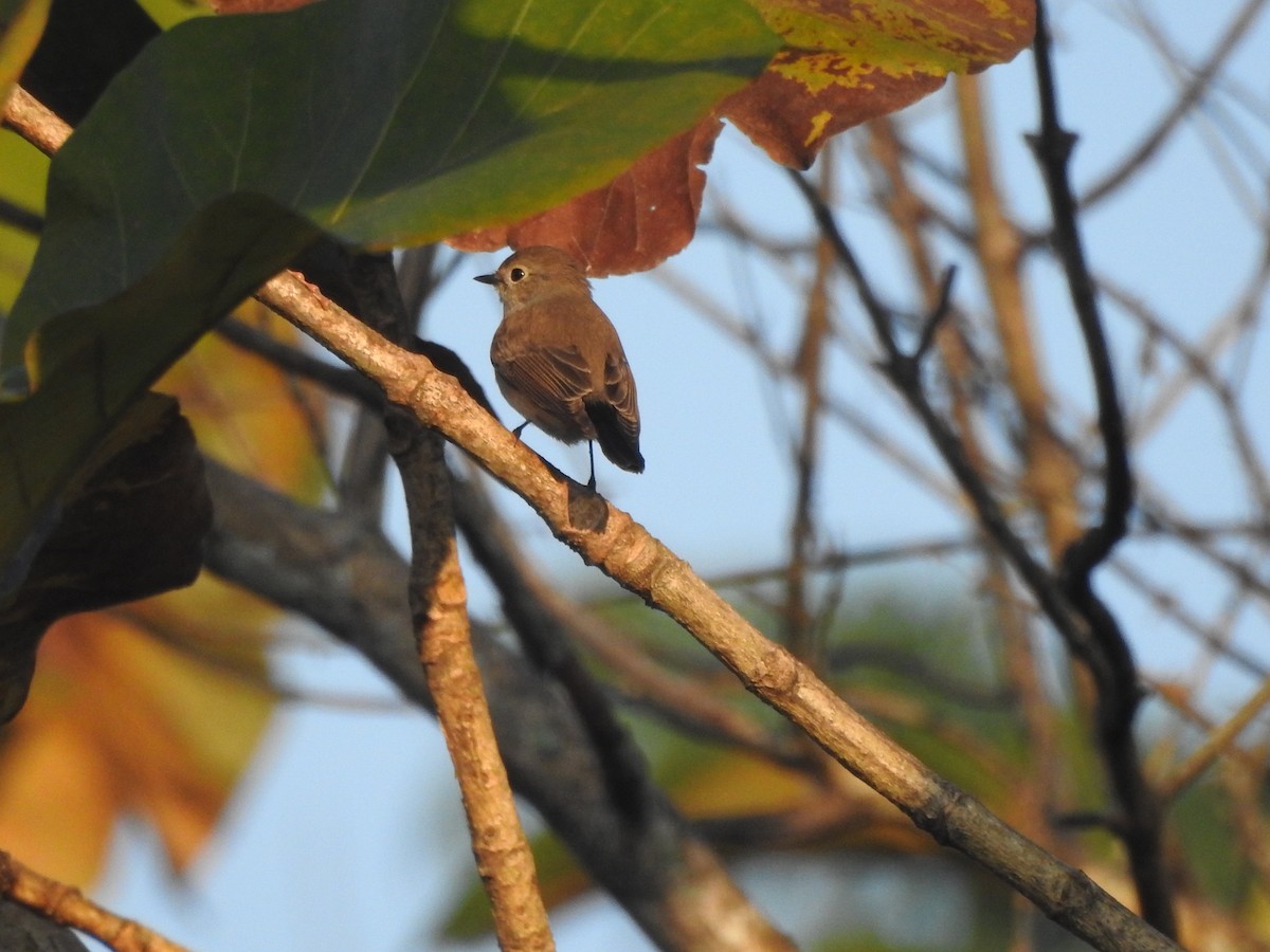 Taiga Flycatcher - Selvaganesh K