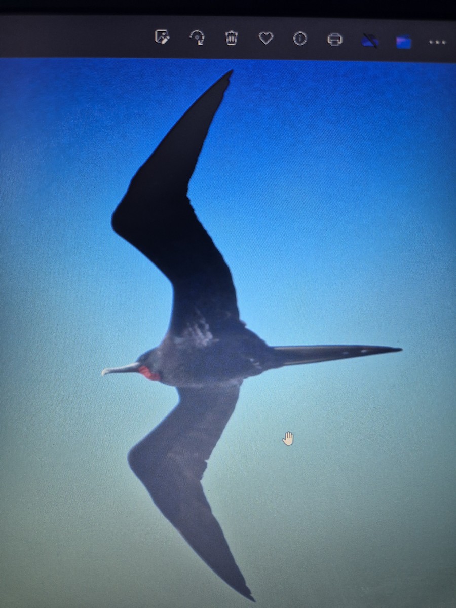 Great Frigatebird - ML619556271