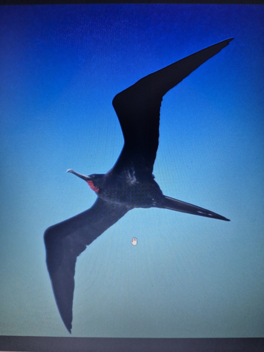 Great Frigatebird - ML619556272