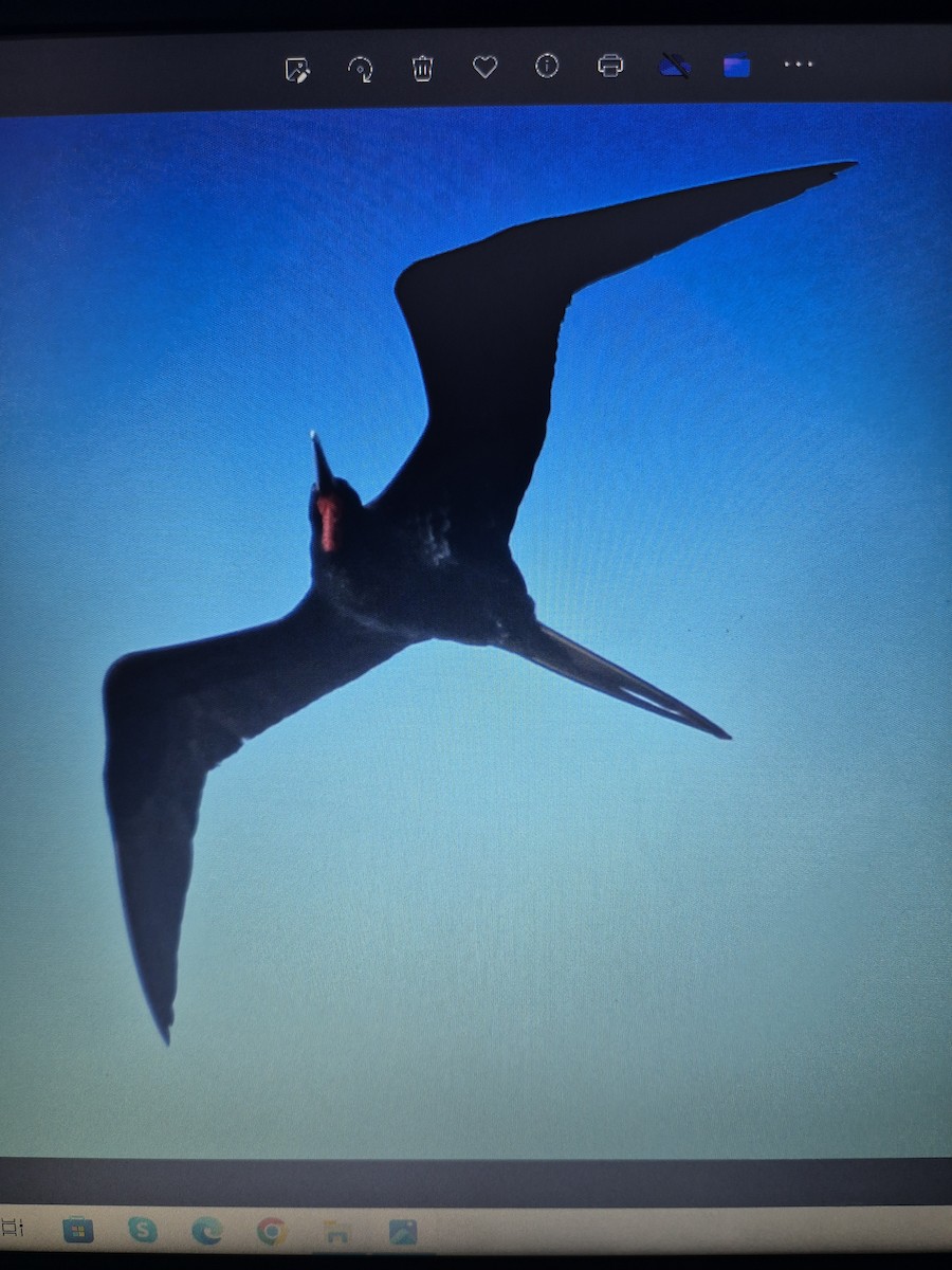 Great Frigatebird - ML619556273