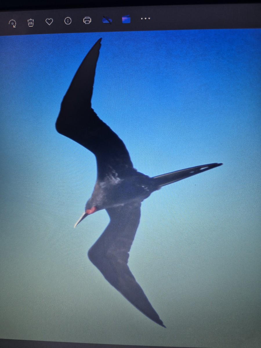 Great Frigatebird - ML619556274