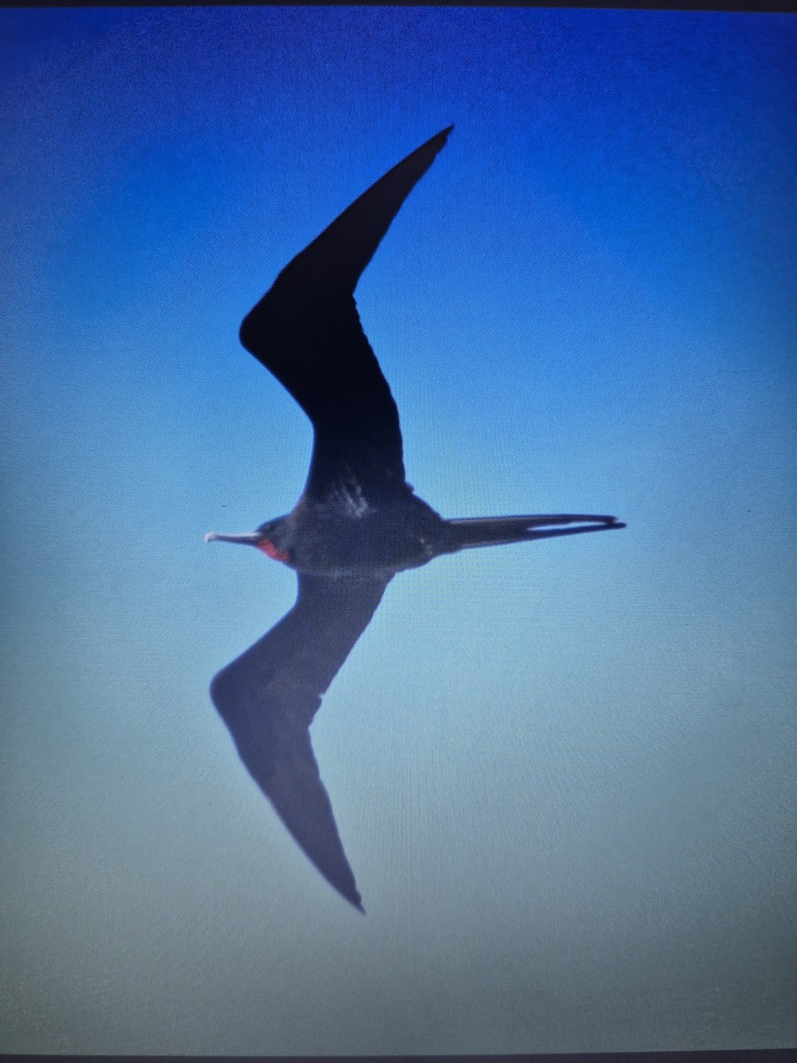 Great Frigatebird - ML619556275