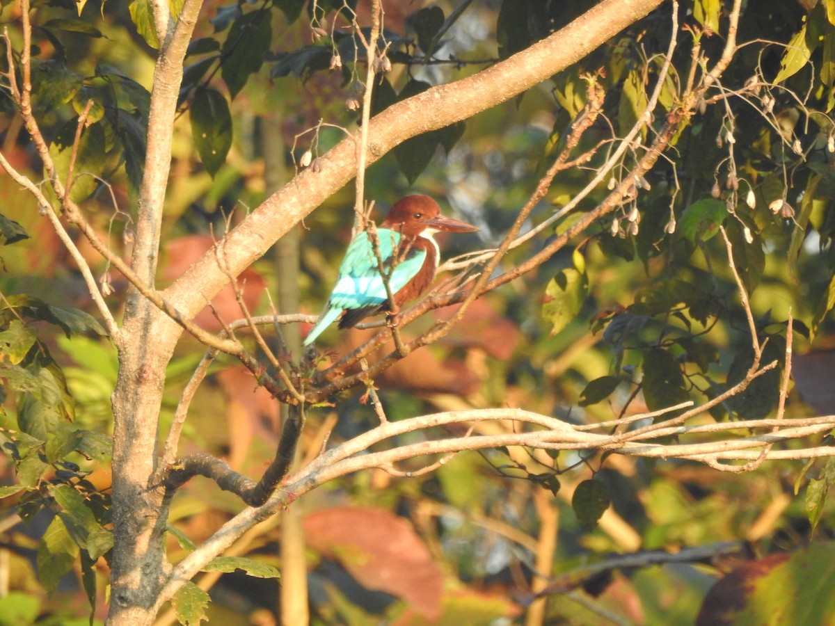 White-throated Kingfisher - Selvaganesh K