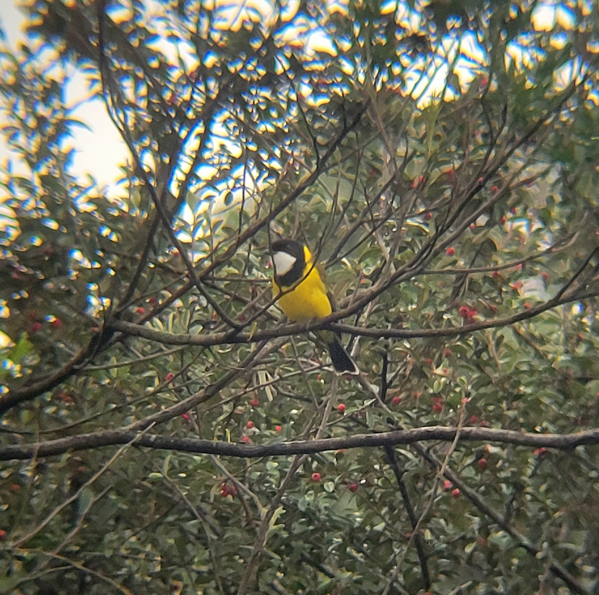 Golden Whistler - Elaine Tan