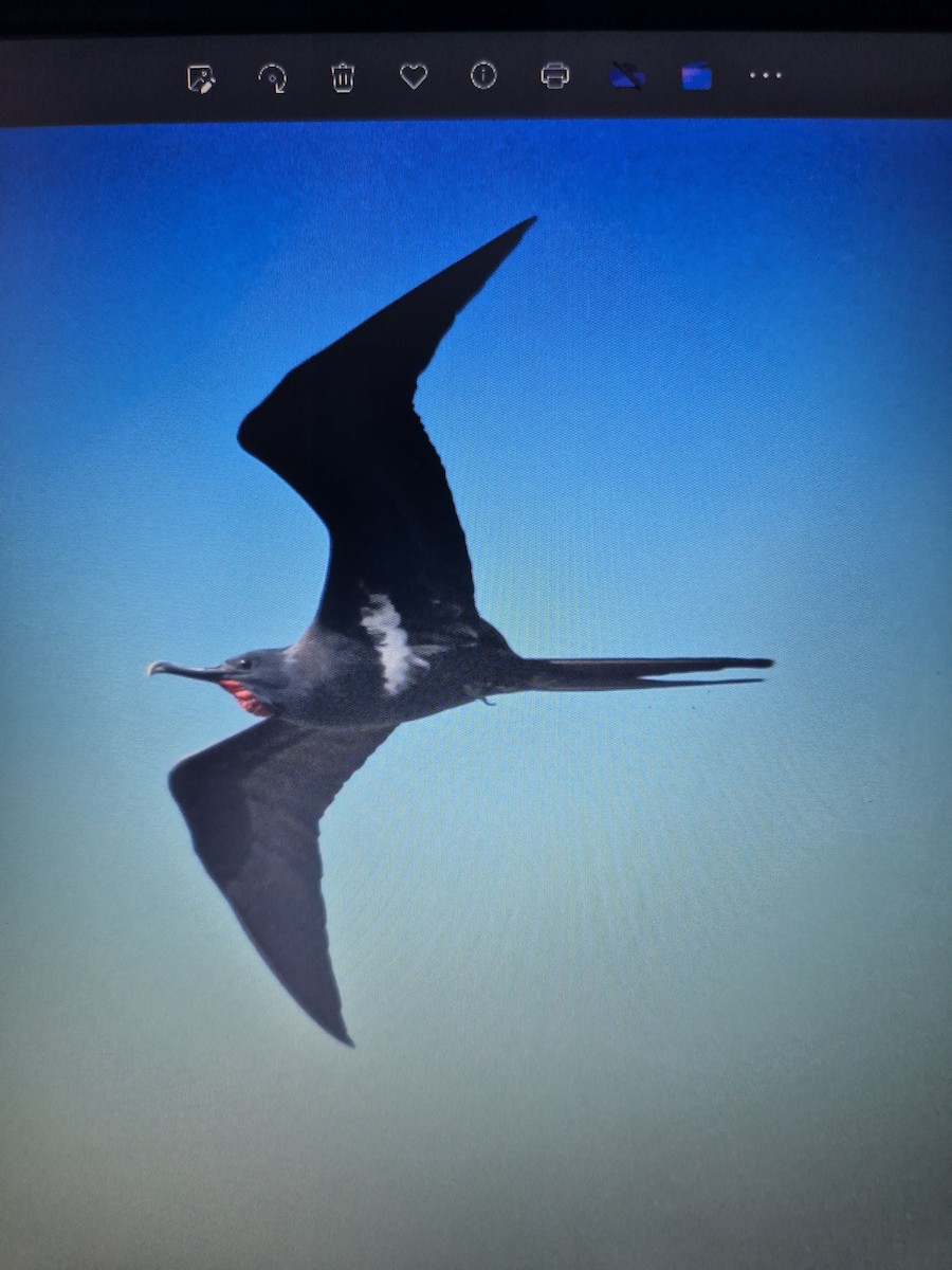 Lesser Frigatebird - ML619556285