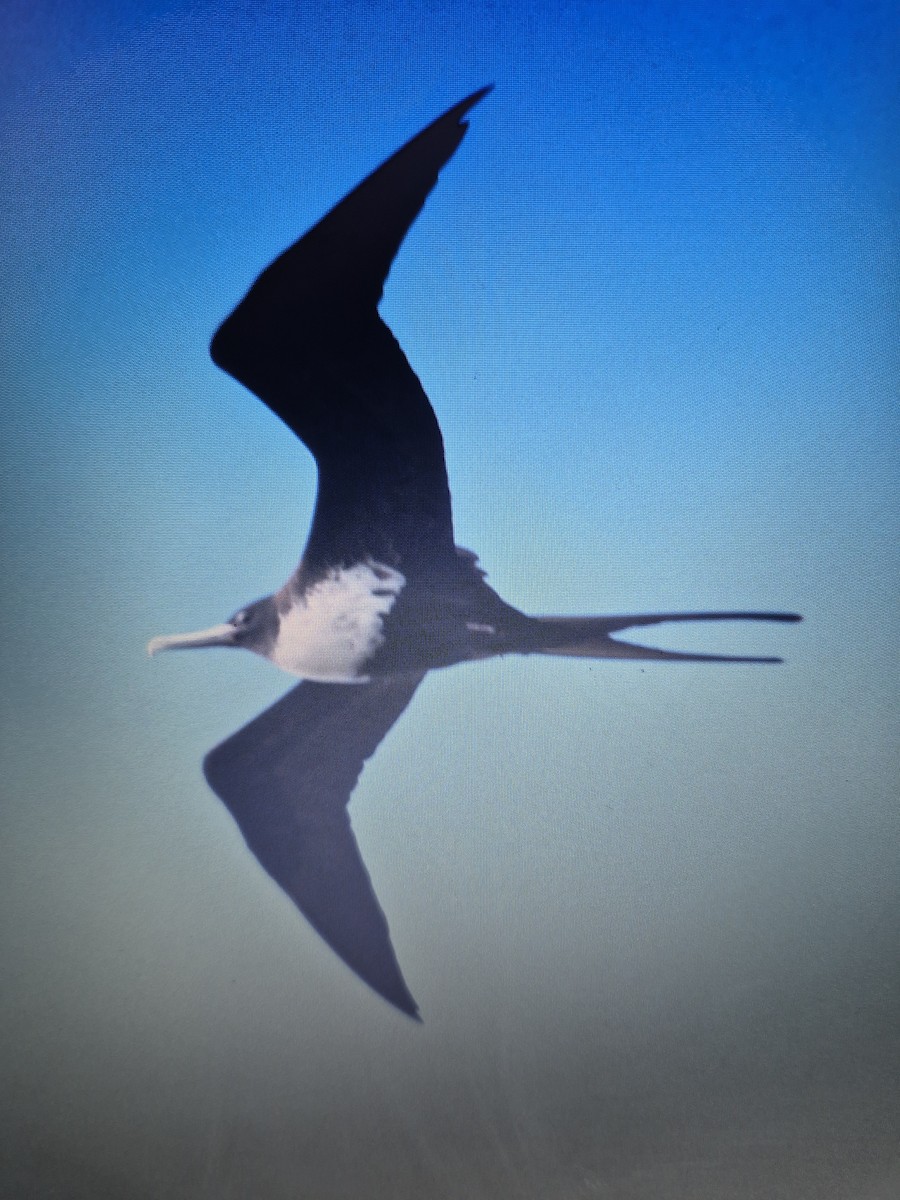 Lesser Frigatebird - ML619556286