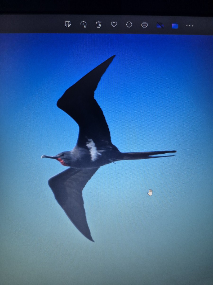 Lesser Frigatebird - ML619556287