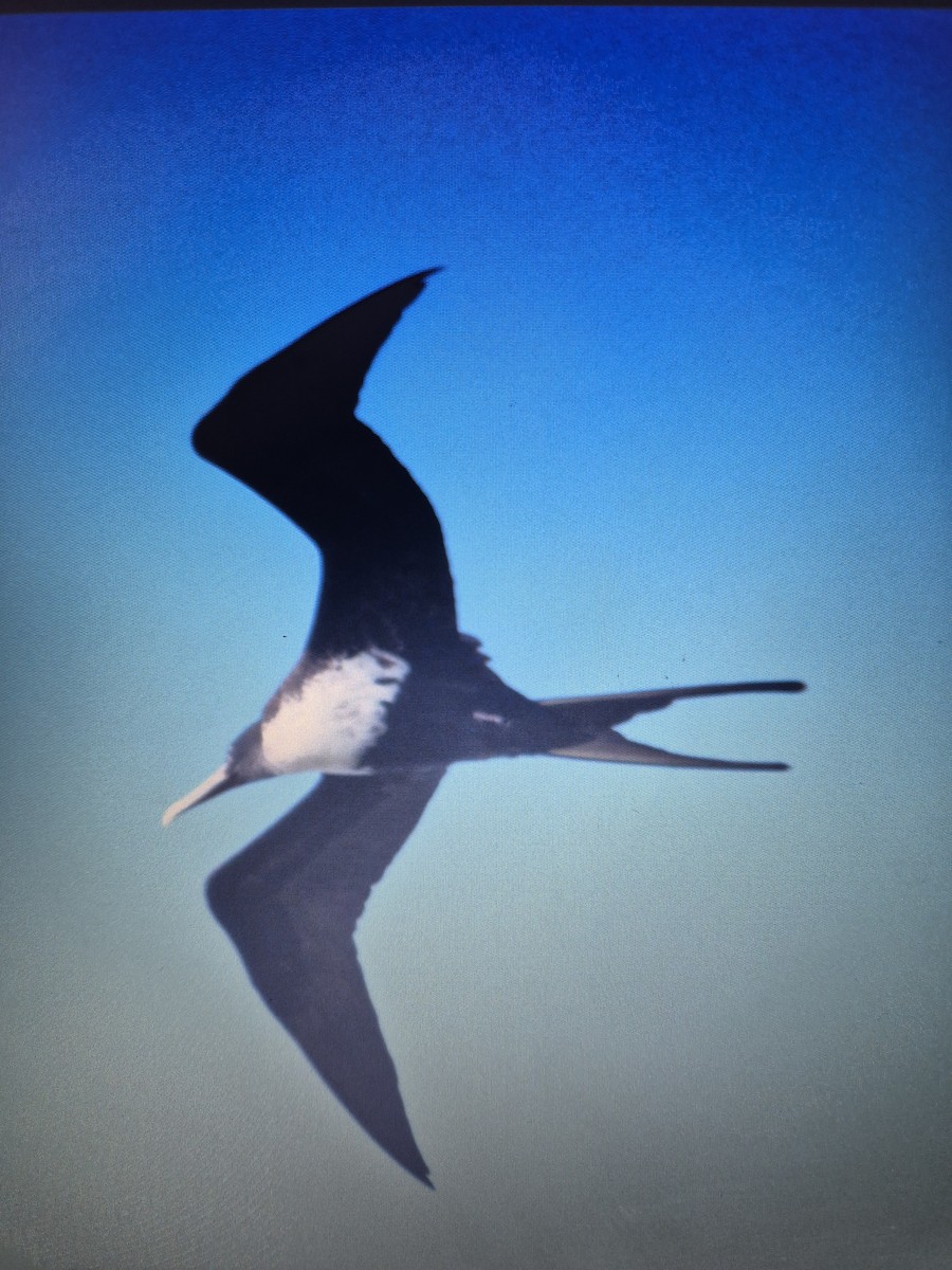 Lesser Frigatebird - ML619556288