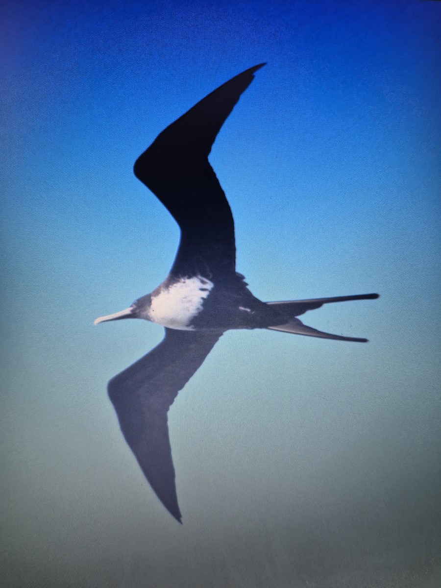 Lesser Frigatebird - ML619556289