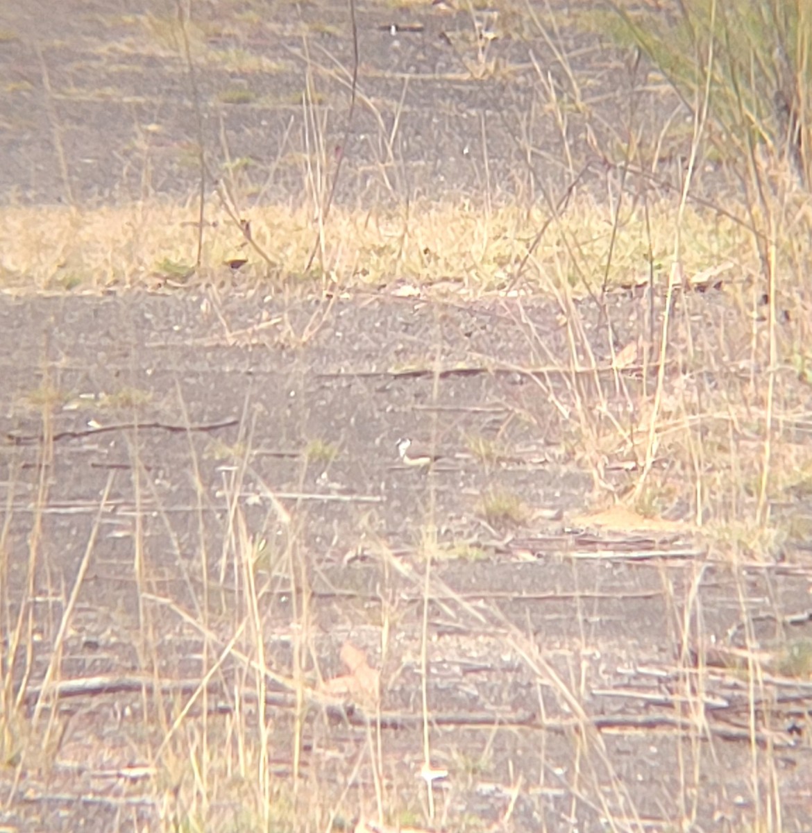 Double-barred Finch - ML619556290