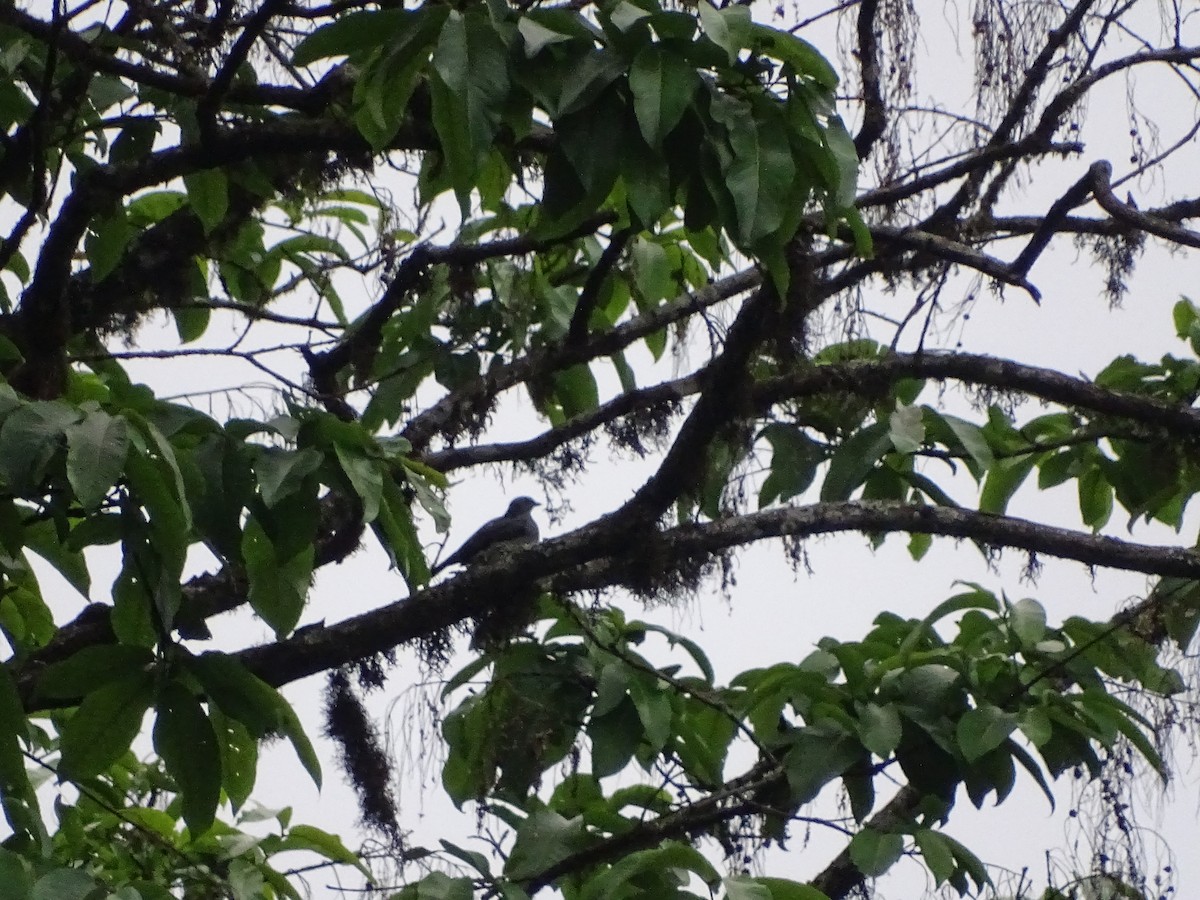 Black-winged Cuckooshrike - Ekadh Ranganathan