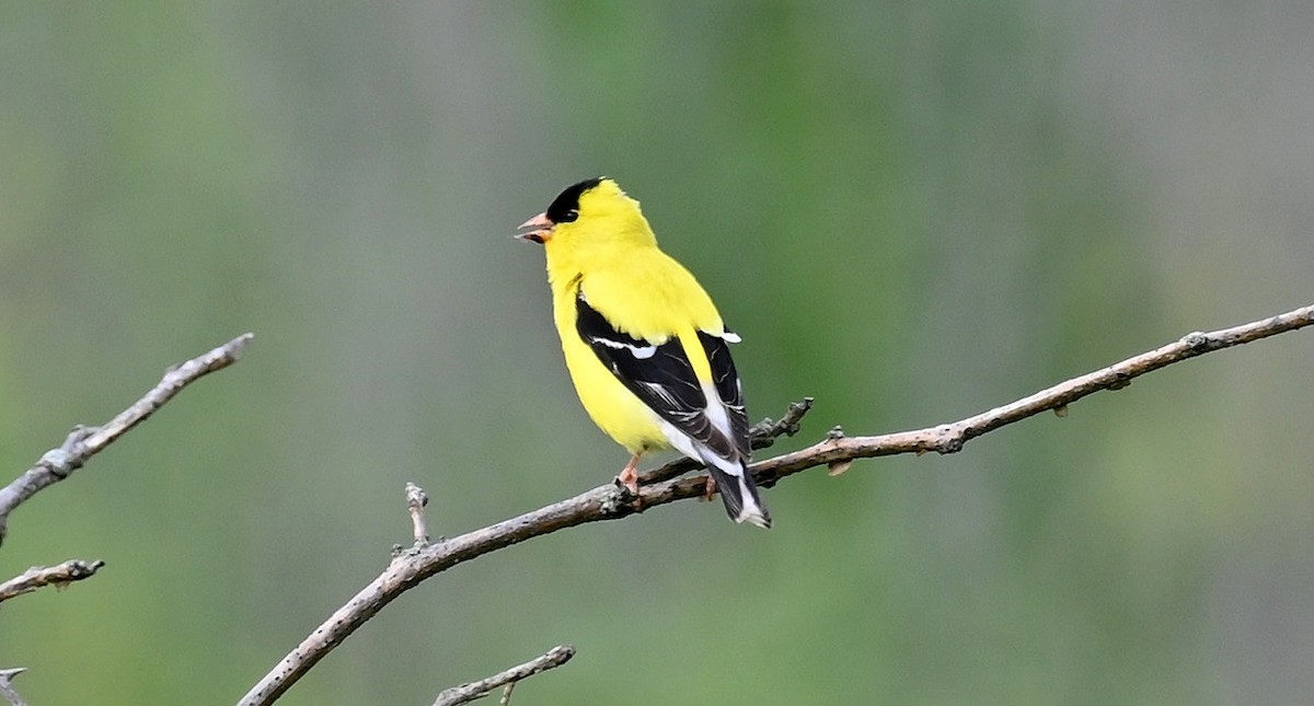 American Goldfinch - Tim Saylor